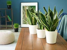 Mother-in-Law Plant