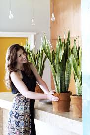 Mother-in-Law Plant